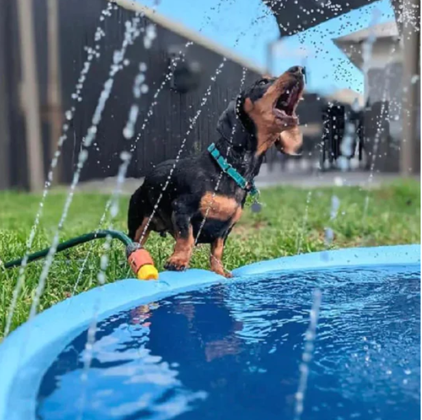 Pet Sprinkler