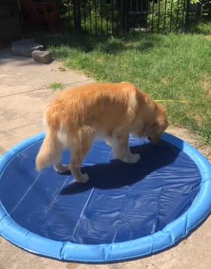 Pet Sprinkler