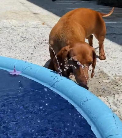 Pet Sprinkler